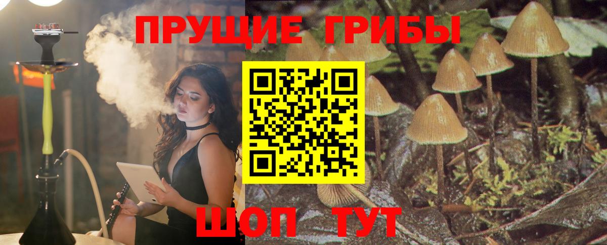Галлюциногенные грибы Psilocybine cubensis  Вход с VPN  Кузнецк  Галлюциногенные грибы Cubensis 
